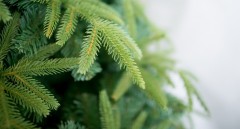 Ель комнатная «Форесто», 180 см - Фото 1