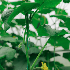 Проволока подвязочная - Фото 2