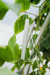 Крючок для подвязки растений со шпагатом - Фото 3