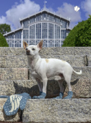 Дизайнерский жаккард. Вяжем варежки и носочки на спицах! - Фото 6