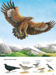 Книга о птицах - Фото 2