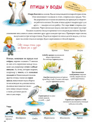 Книга о птицах - Фото 3
