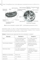 Основы микробиологии и инфекционная безопасность - Фото 6