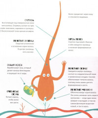 Тайная жизнь волос - Фото 3