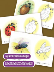 Раскраска «Насекомые» - Фото 1