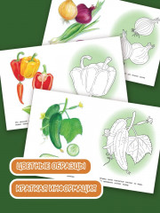 Раскраска «Овощи» - Фото 1