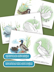 Раскраска «Птицы» - Фото 1