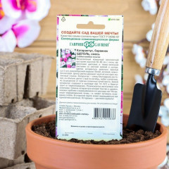 Семена. Катарантус розовый «Щеголь» - Фото 2