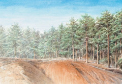 Загадки леса. Удивительная жизнь зелёной экосистемы планеты - Фото 7