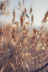 Обложка для паспорта «Маньхуа. Лис» - Фото 1