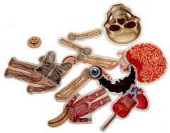 Игра развивающая с липучками «Тело человека» - Фото 2