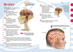 Адам анатомиясы - Фото 1