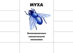 Игра настольная «Кто как устроен» - Фото 2