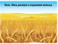 Демонстрационный материал «Хлеб-всему голова» - Фото 2