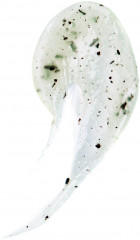 Скраб для лица «Green tea» - Фото 4