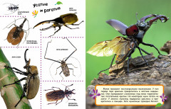 Насекомые - Фото 2