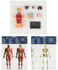 Набор для опытов «Тело человека. Анатомия: внутренние органы» - Фото 1
