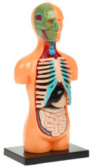Набор для опытов «Тело человека. Анатомия: внутренние органы» - Фото 2