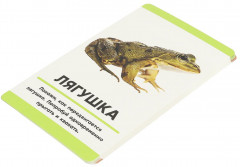 Карточки развивающие «Животные» - Фото 1