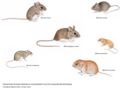 Мышиная книга - Фото 1