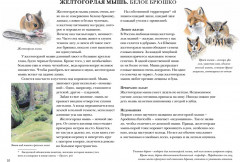 Мышиная книга - Фото 3