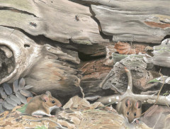 Мышиная книга - Фото 4