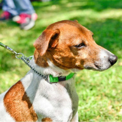 Полуудавка для собак строгая - Фото 1