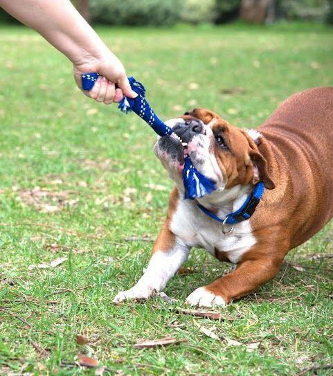 Игрушка для собак веревочная