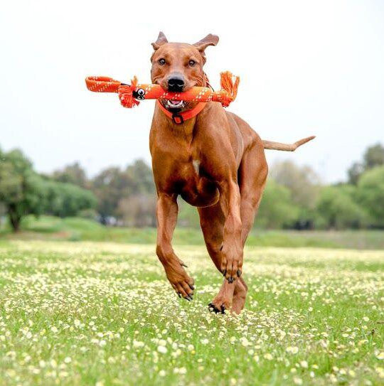 Игрушка для собак веревочная