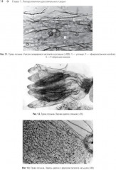 Фармакогнозия. Атлас в 3 томах. Том 3 - Фото 7