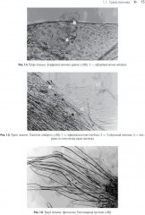 Фармакогнозия. Атлас в 3 томах. Том 3 - Фото 8