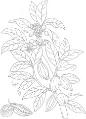 Раскраска «Fruits & Berries» - Фото 4