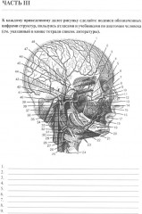 Анатомия человека. Сосуды и нервы органов головы и шеи. Рабочая тетрадь для самостоятельной работы - Фото 3