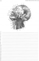 Анатомия человека. Сосуды и нервы органов головы и шеи. Рабочая тетрадь для самостоятельной работы - Фото 5