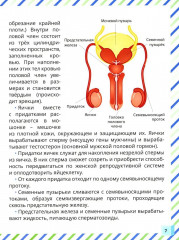 Почему меняется мое тело? Книга о половом воспитании для мальчиков от 9 до 13 лет - Фото 5