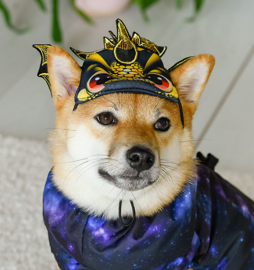 Шапка для кошек и собак «Огненный Дракон»