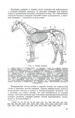 Экстерьер лошади - Фото 3