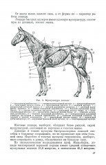 Экстерьер лошади - Фото 5