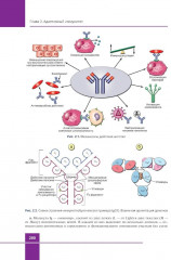 Иммунология. Атлас - Фото 5