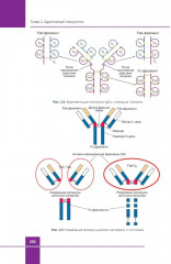 Иммунология. Атлас - Фото 7