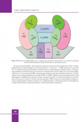 Иммунология. Атлас - Фото 13