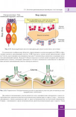 Иммунология. Атлас - Фото 14