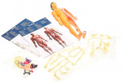 Набор для опытов «Тело человека. Анатомия» - Фото 1