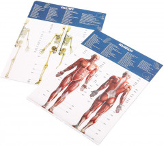 Набор для опытов «Тело человека. Анатомия» - Фото 2