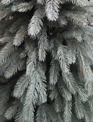 Новогодняя ель - Фото 2