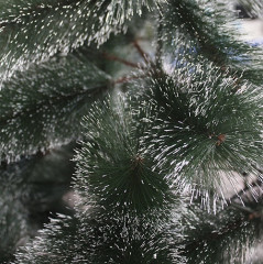 Новогодняя ель - Фото 4