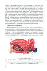 Диагностика, лечение и профилактика основных заболеваний и болевых синдромов языка - Фото 8