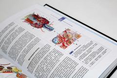 Атлас нормальной анатомии человека - Фото 6