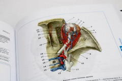 Атлас нормальной анатомии человека - Фото 9