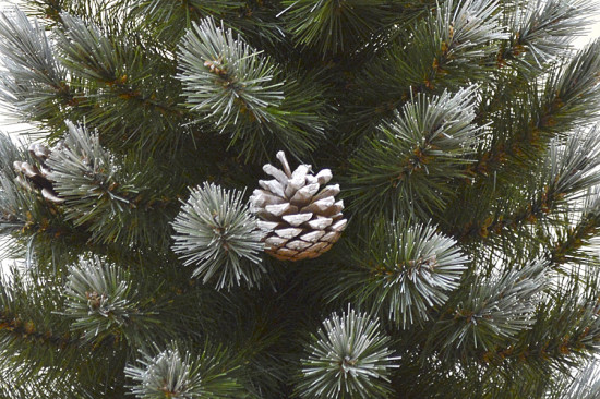 Сосна декоративная с шишками
